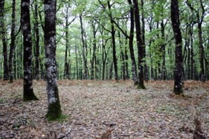 Φωτιά... στα δάση βάζει νομοσχέδιο του ΥΠΕΚΑ